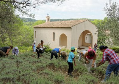 recolte de la lavande