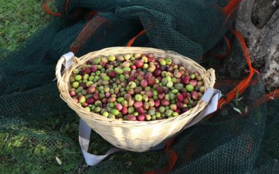 Cueillettes des olives